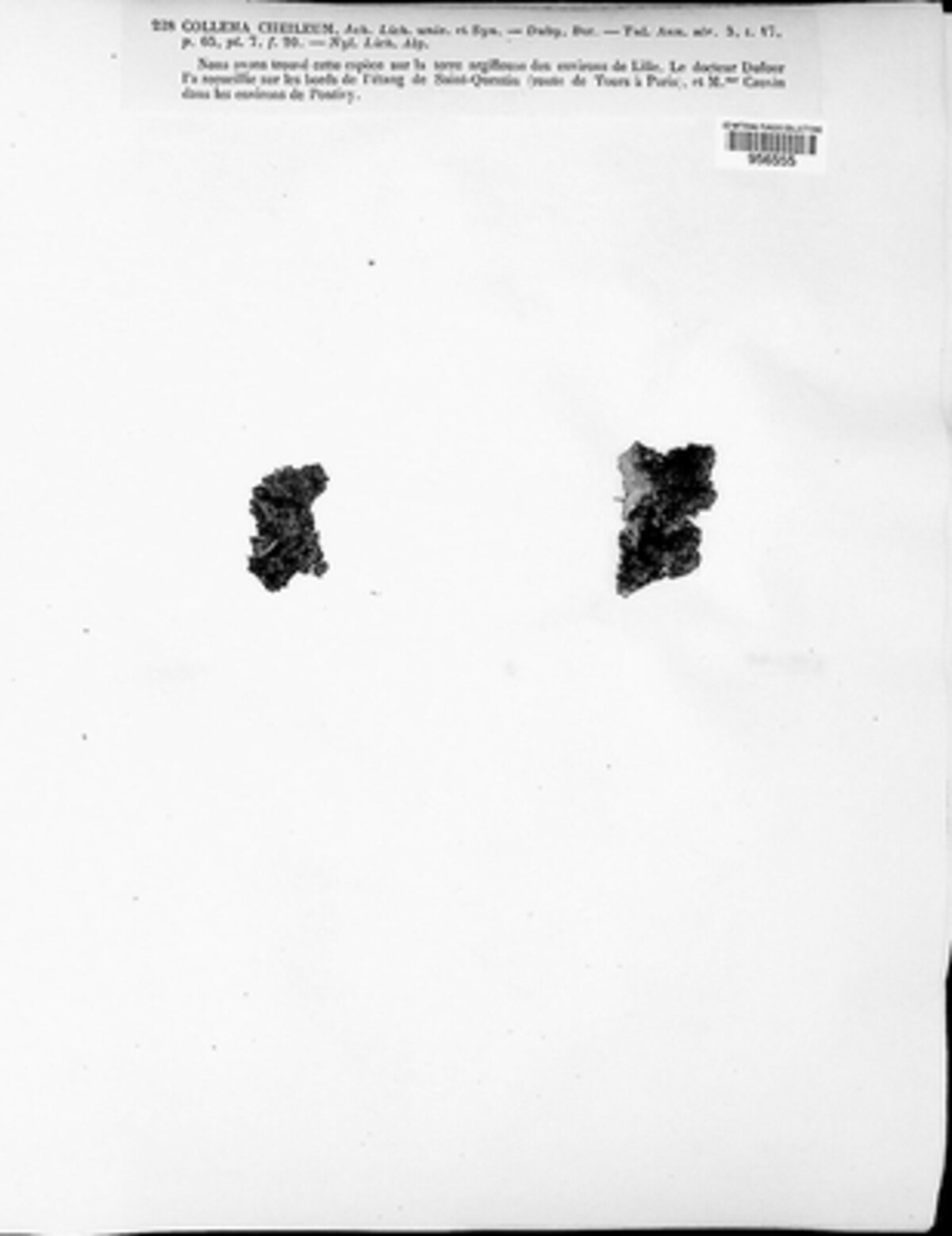Collema cheileum image